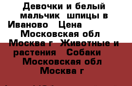 Девочки и белый мальчик  шпицы в Иваново › Цена ­ 30 000 - Московская обл., Москва г. Животные и растения » Собаки   . Московская обл.,Москва г.